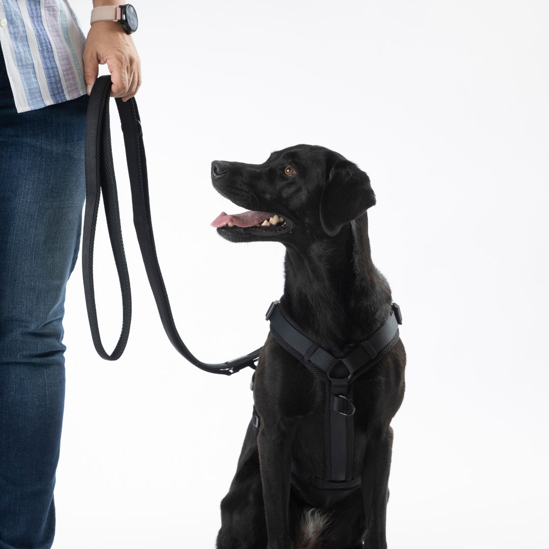 Woofstuff-Hundegeschirr-Nova-Black-5