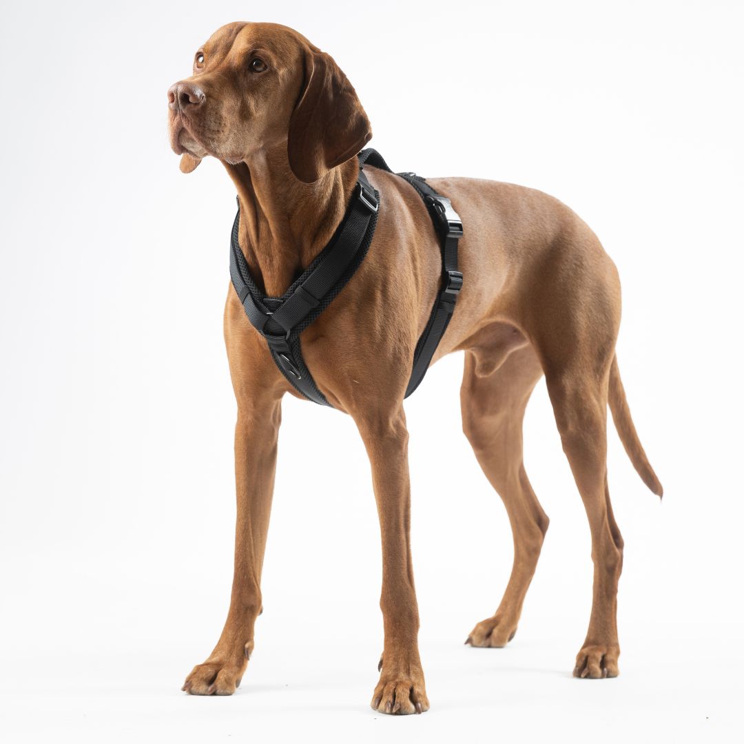 Y-Hundegeschirr Nova Black