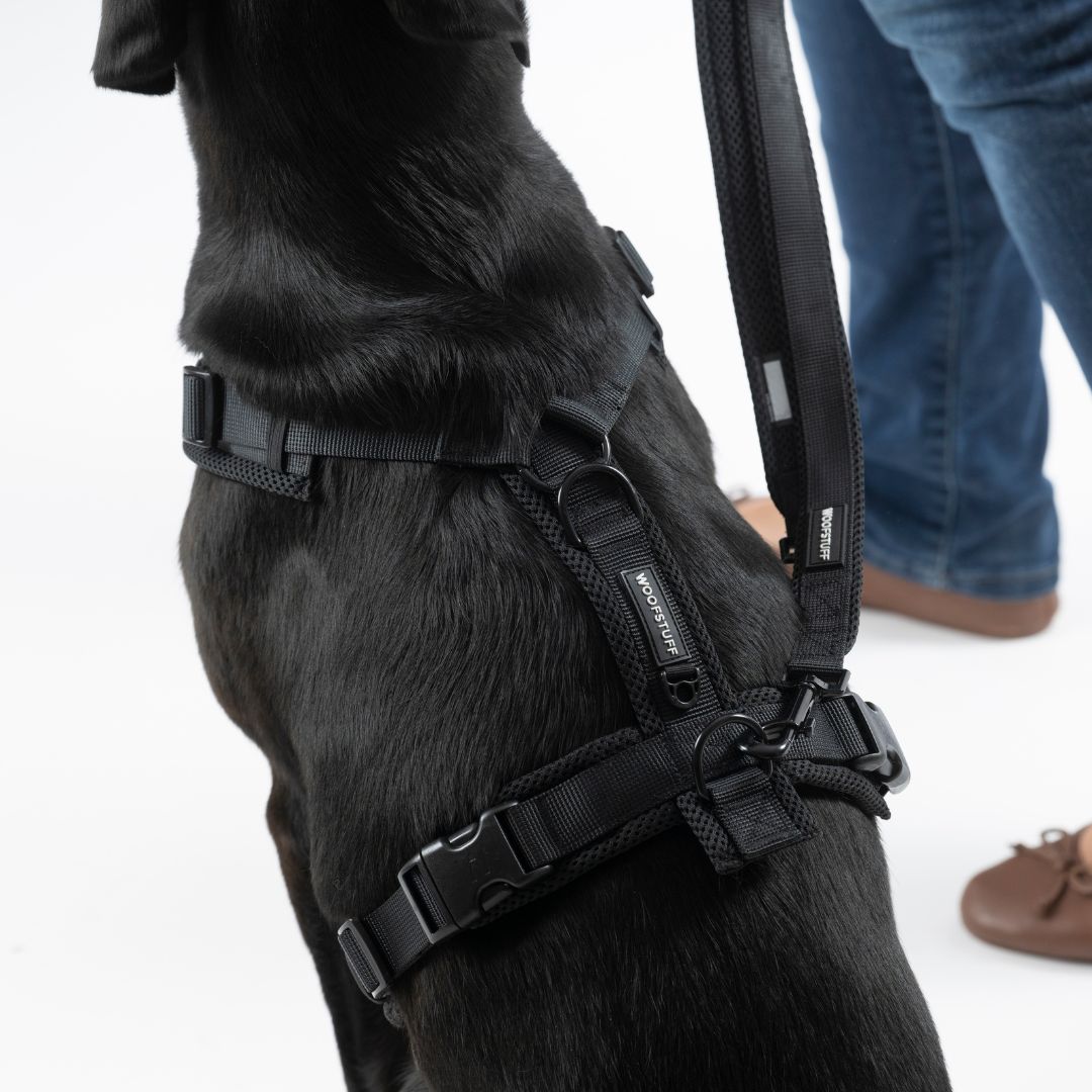 Y-Hundegeschirr Nova Black