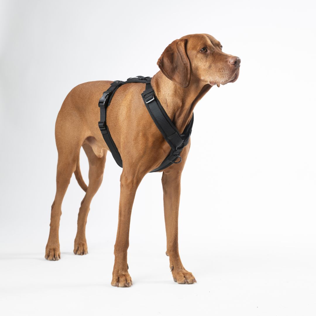 Y-Hundegeschirr Nova Black