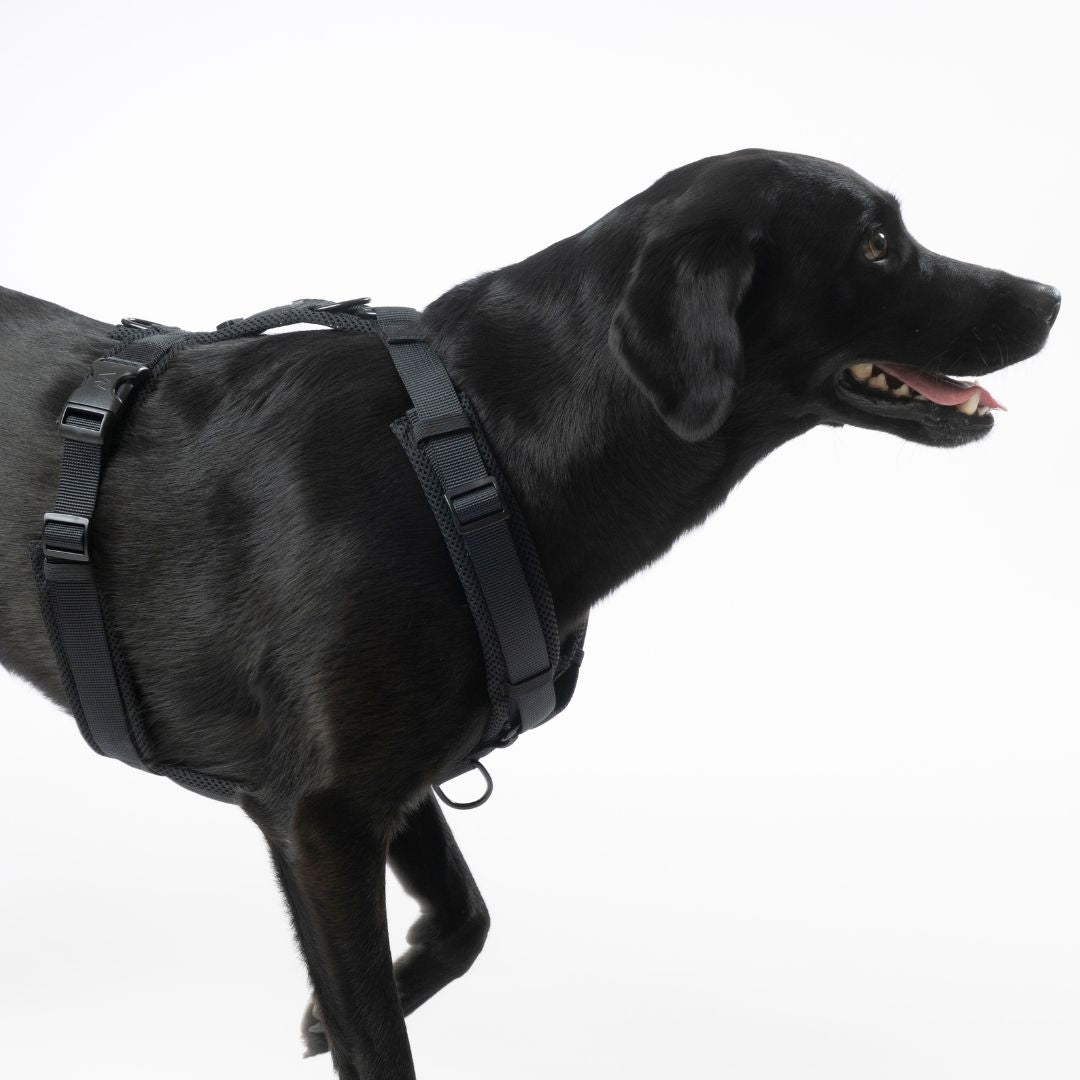 Y-Hundegeschirr Nova Black