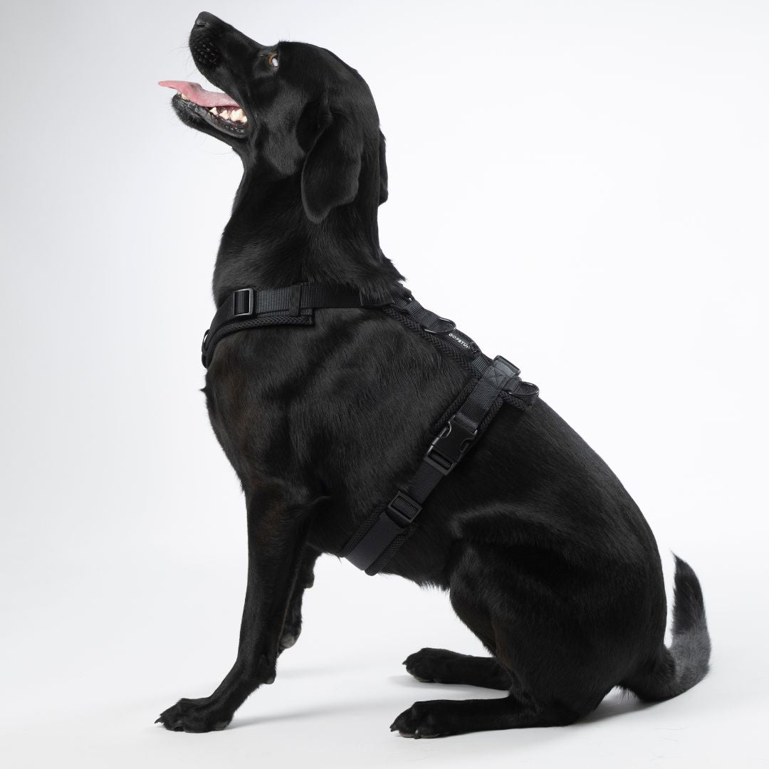 Y-Hundegeschirr Nova Black
