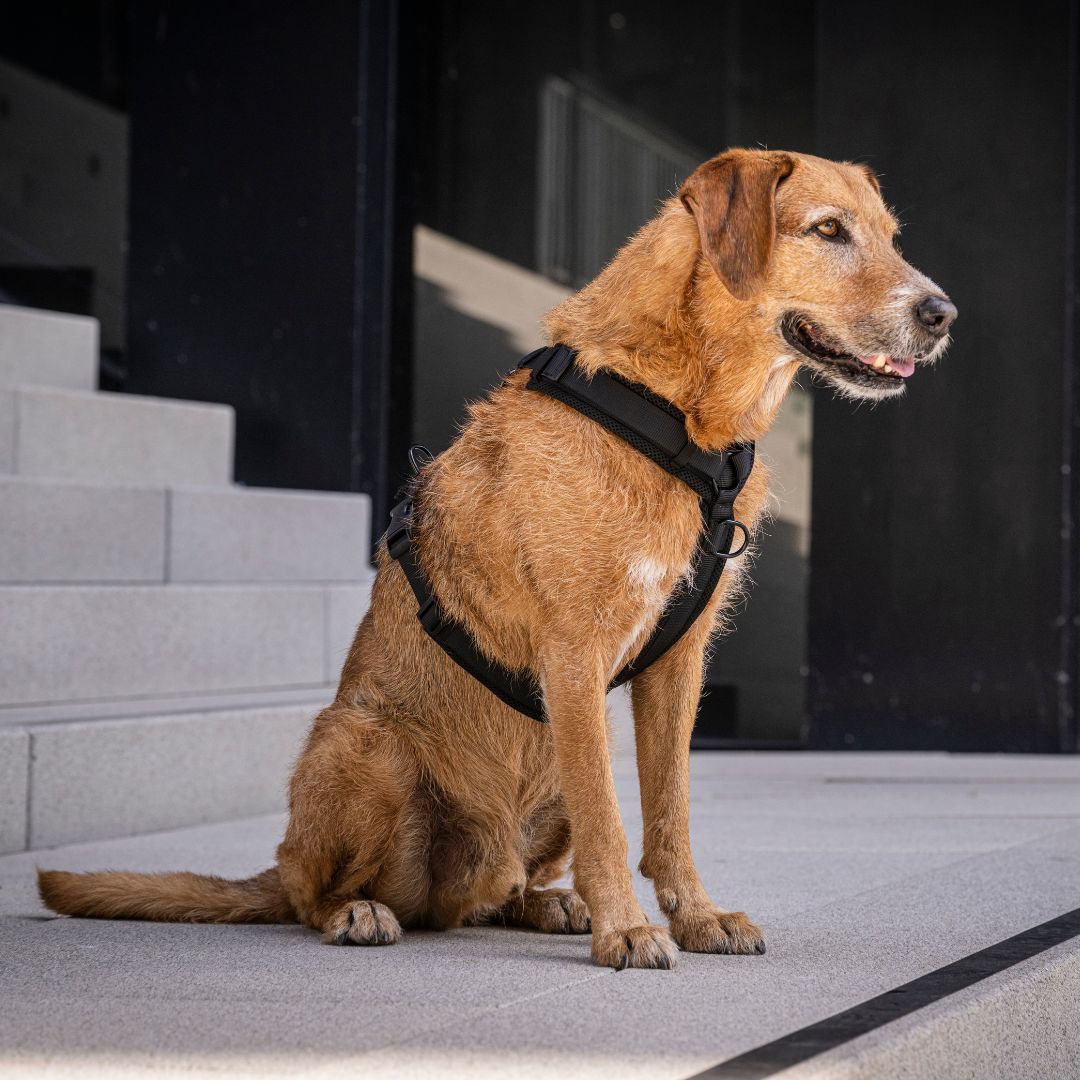 Y-Hundegeschirr Nova Black