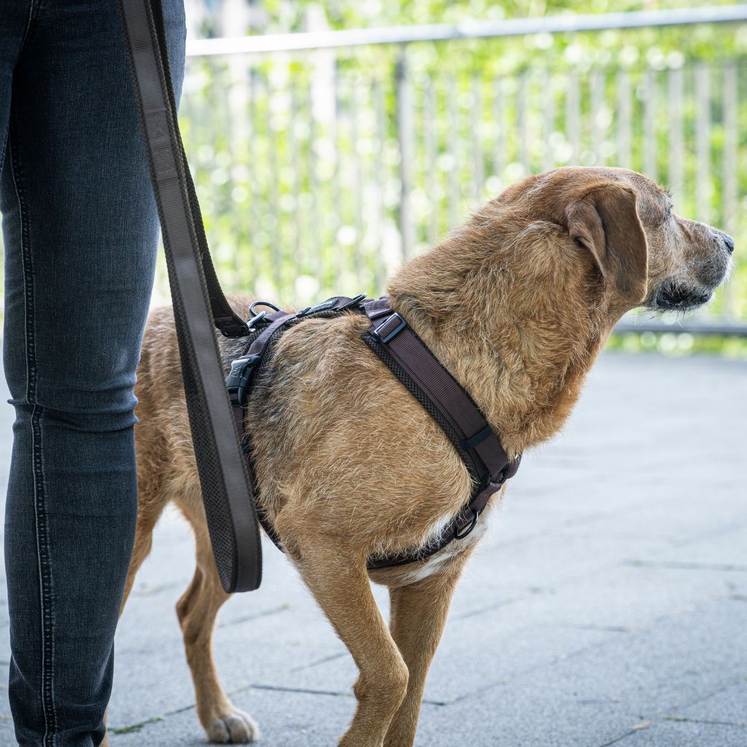 Woofstuff-Hundegeschirr-Nova-Chocolate-10