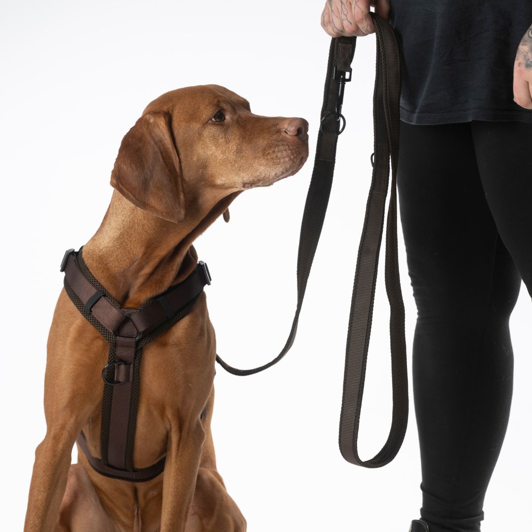 Woofstuff-Hundegeschirr-Nova-Chocolate-6