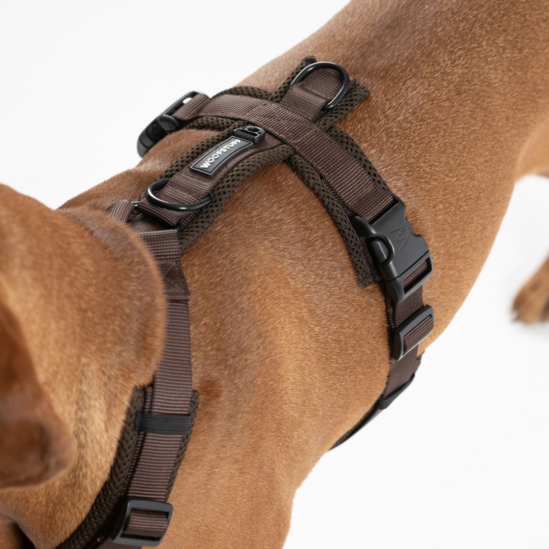 Y-Hundegeschirr Nova Chocolate