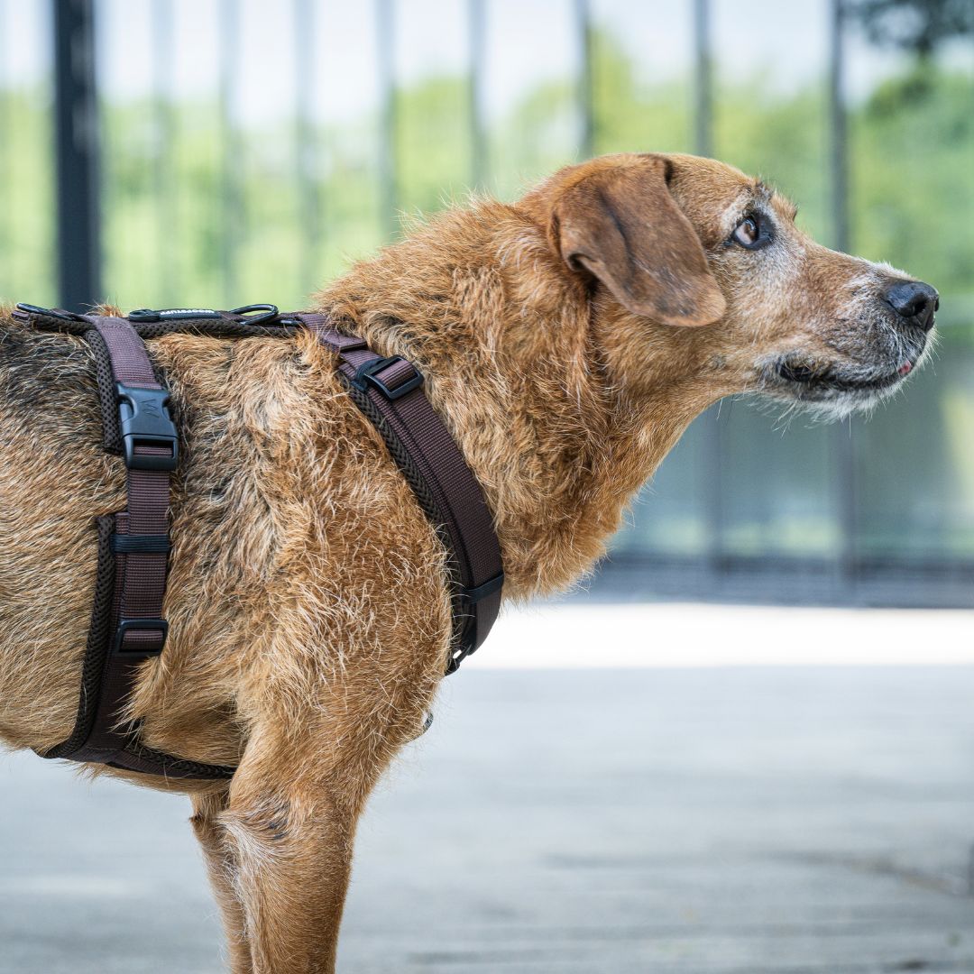 Y-Hundegeschirr Nova Chocolate