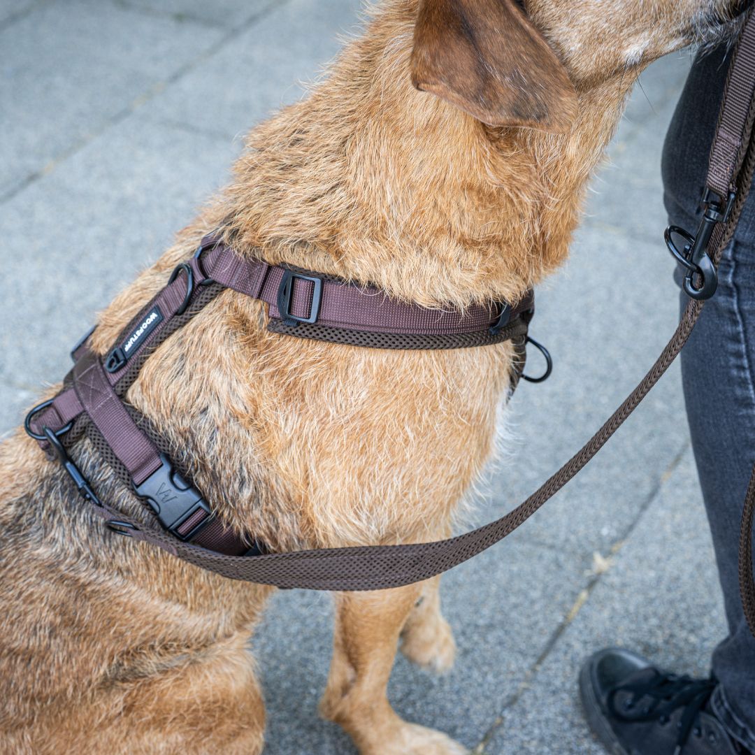 Y-Hundegeschirr Nova Chocolate