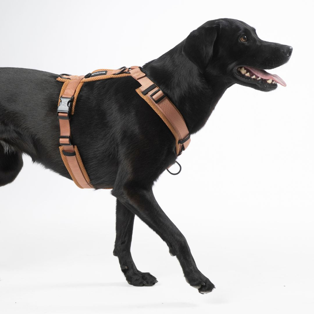 Y-Hundegeschirr Nova Cognac