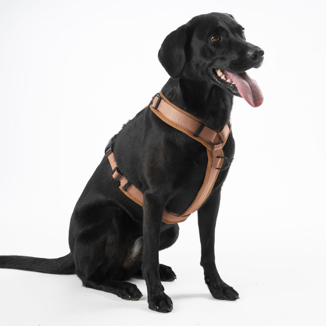 Y-Hundegeschirr Nova Cognac