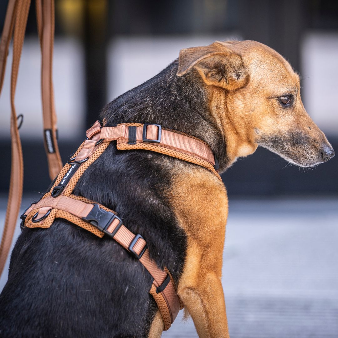 Y-Hundegeschirr Nova Cognac