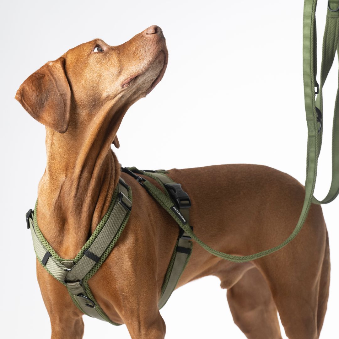 Woofstuff-Hundegeschirr-Nova-Olive-4