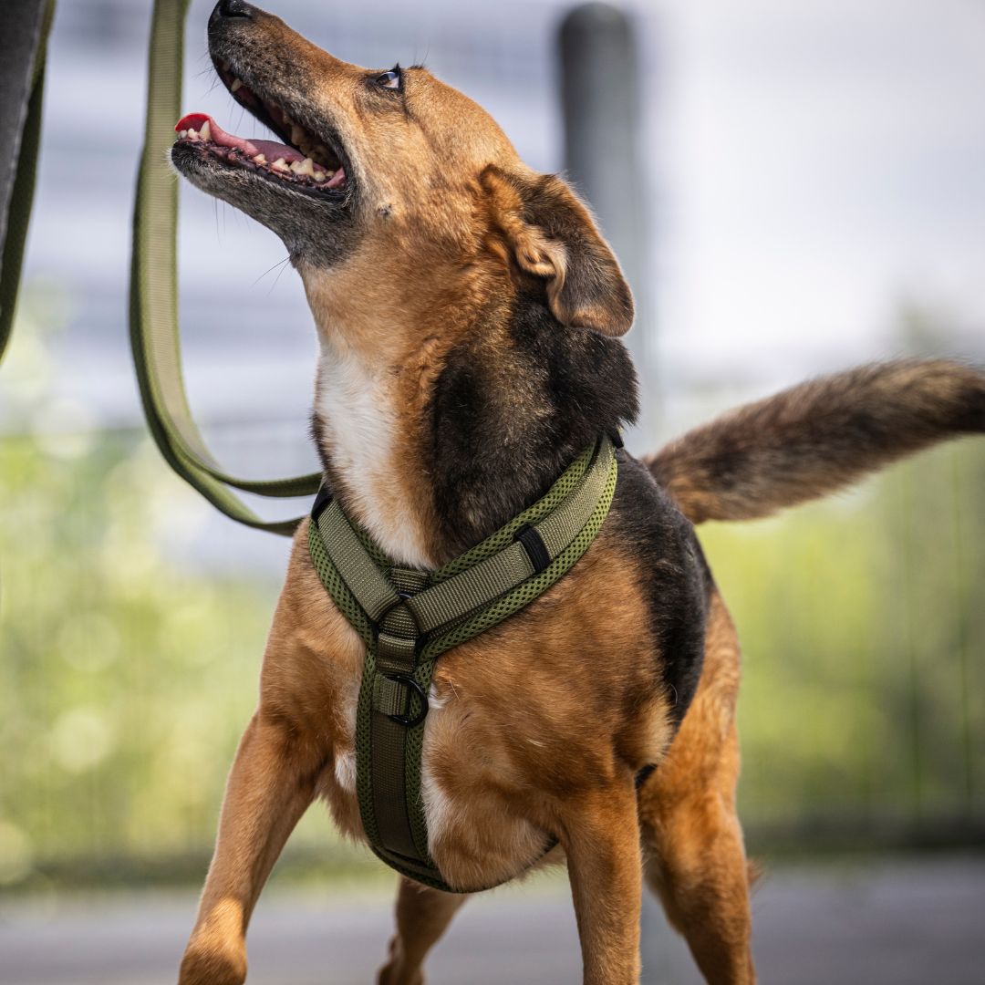 Y-Hundegeschirr Nova Olive