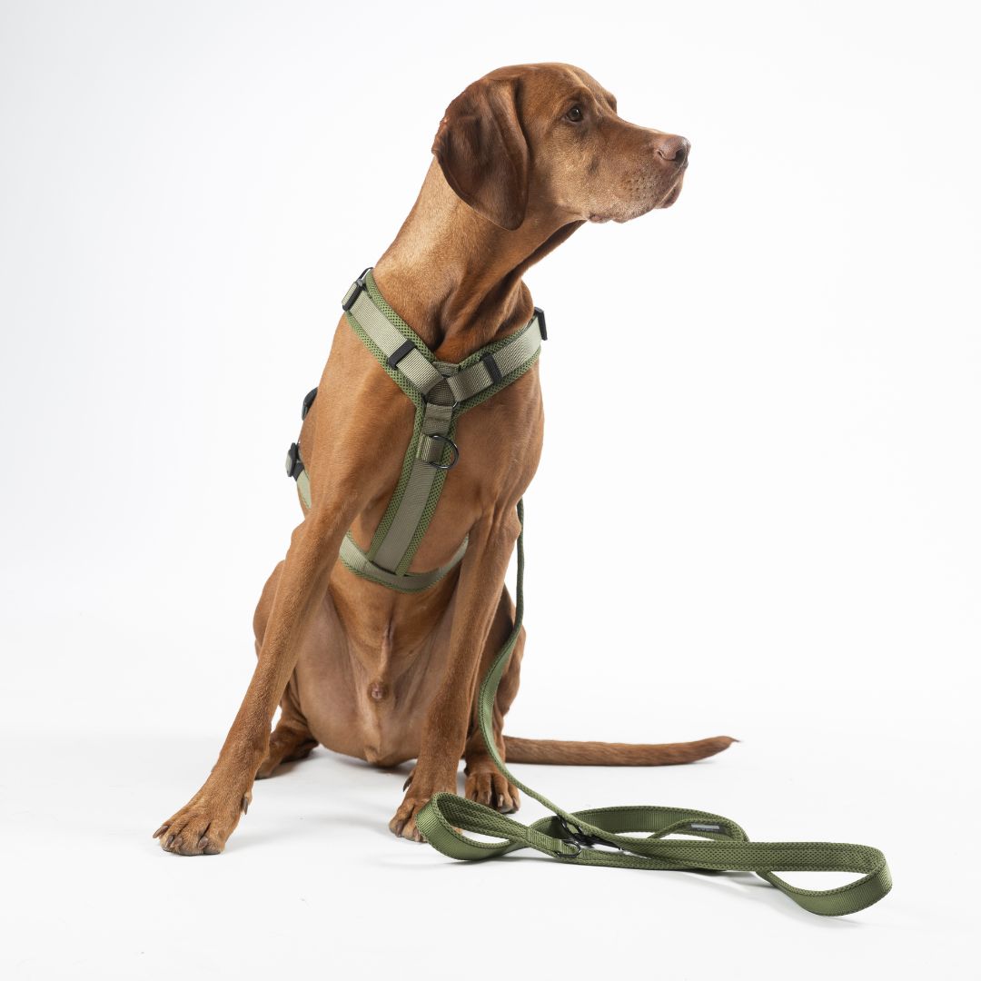 Y-Hundegeschirr Nova Olive