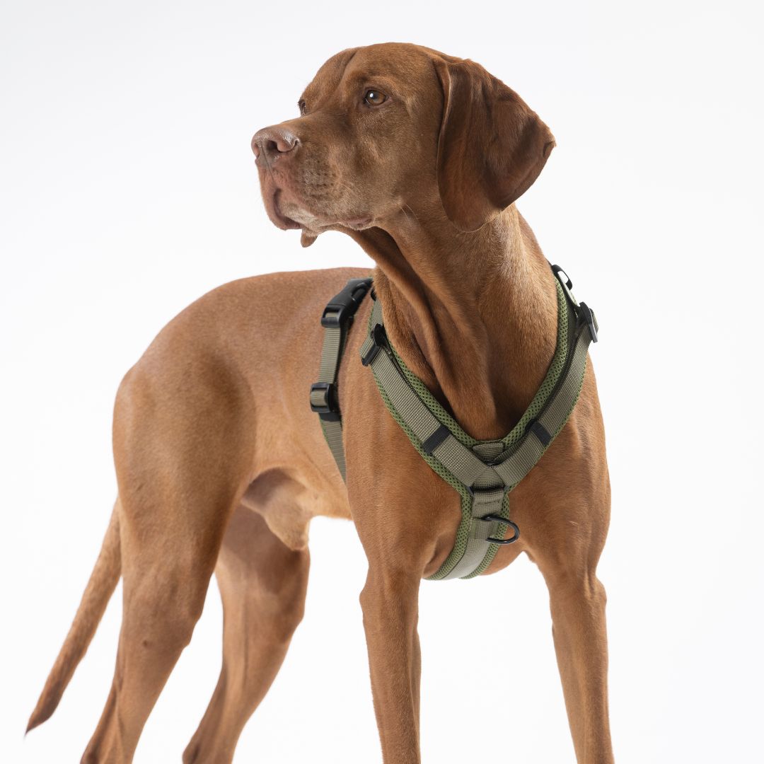 Y-Hundegeschirr Nova Olive