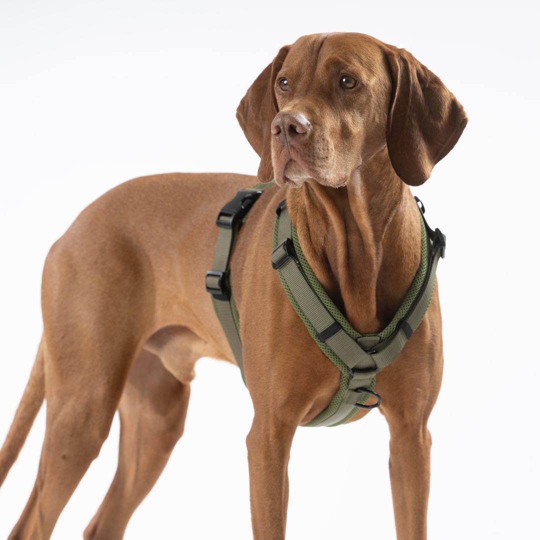 Y-Hundegeschirr Nova Olive