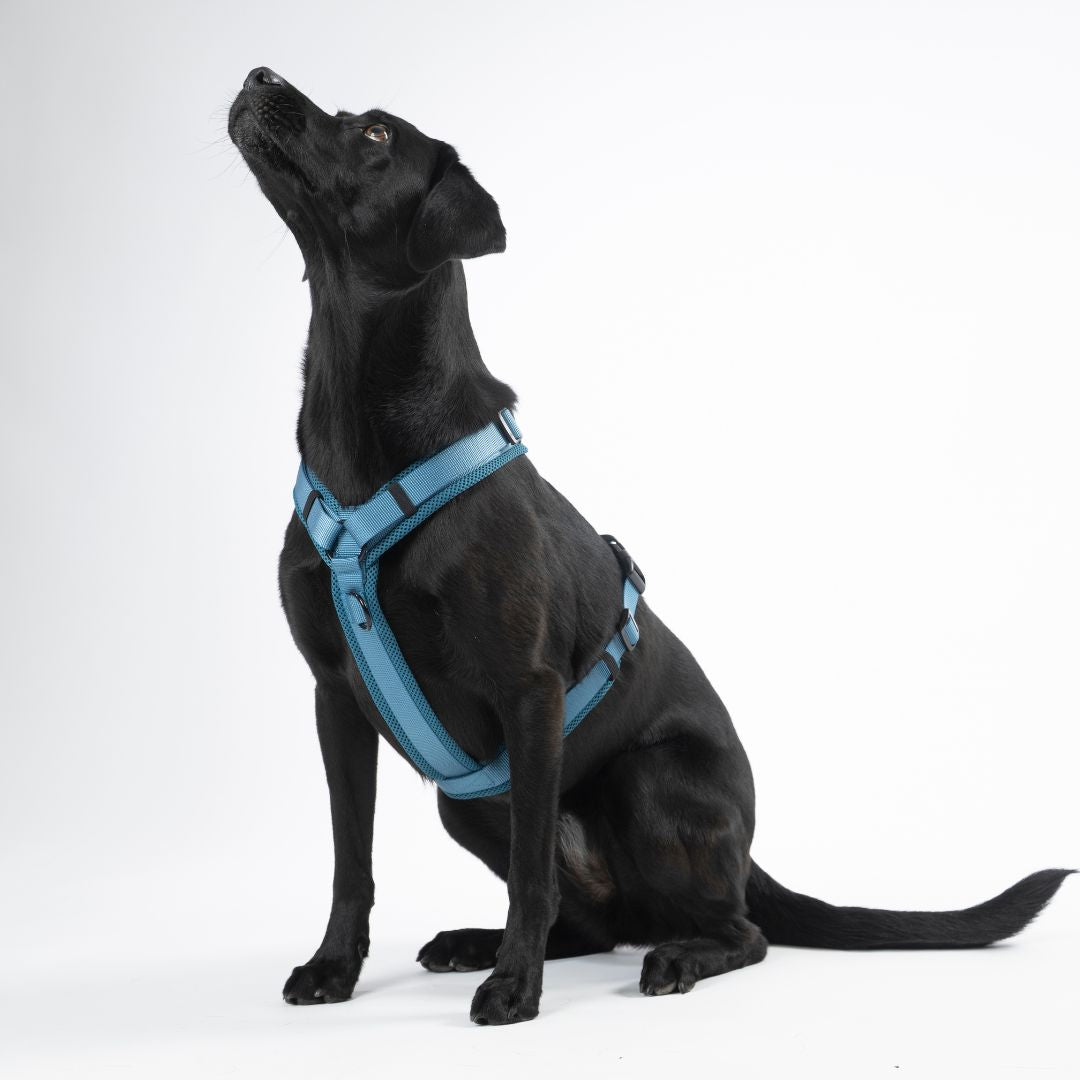 Y-Hundegeschirr Nova Petrol