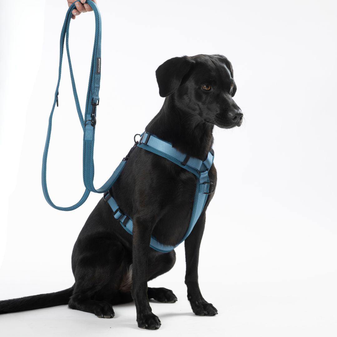 Y-Hundegeschirr Nova Petrol
