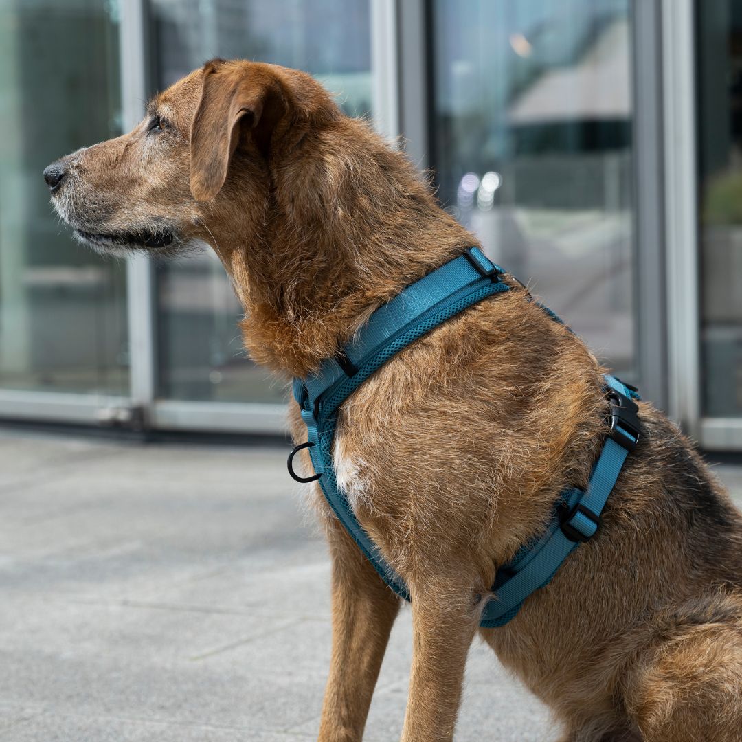 Y-Hundegeschirr Nova Petrol