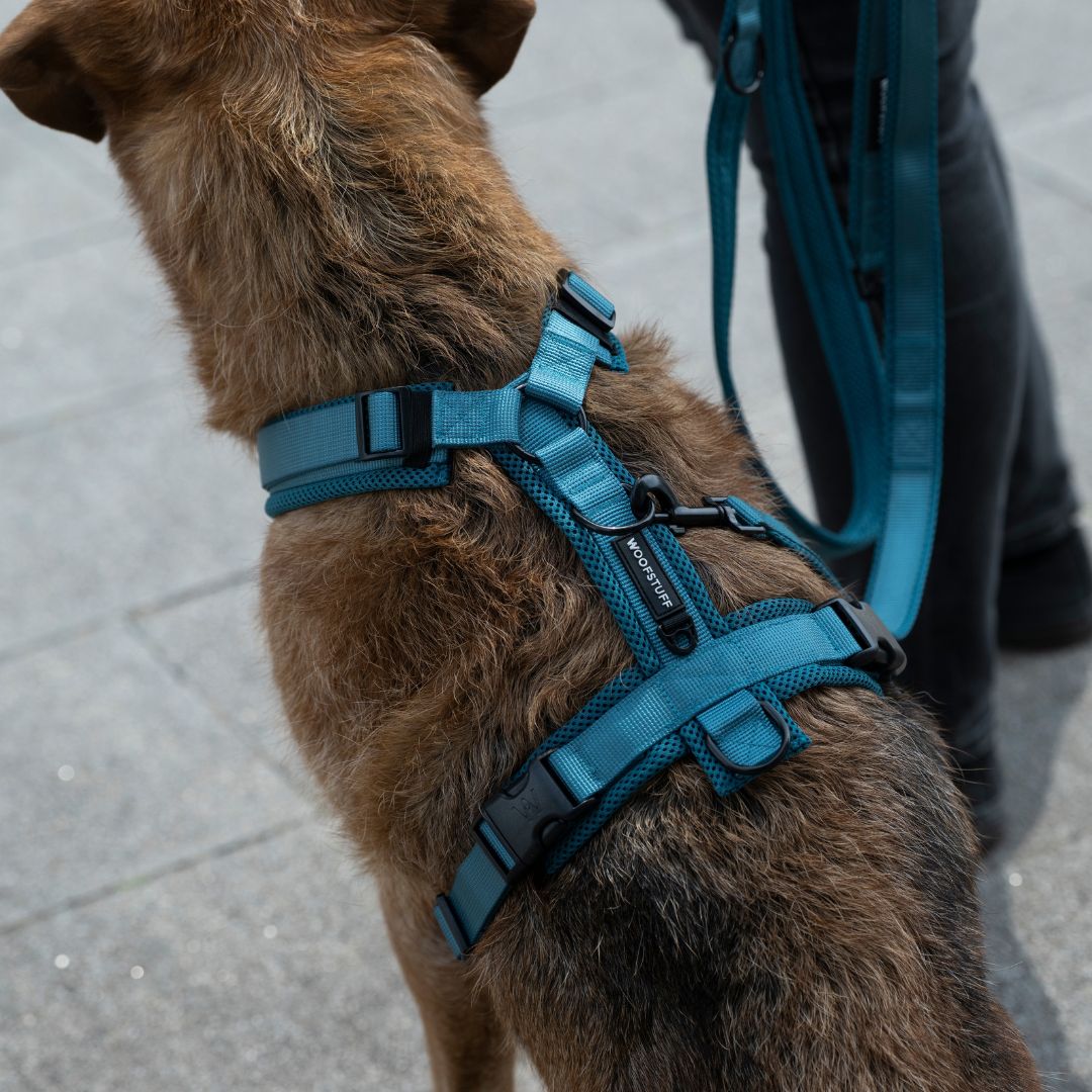 Y-Hundegeschirr Nova Petrol