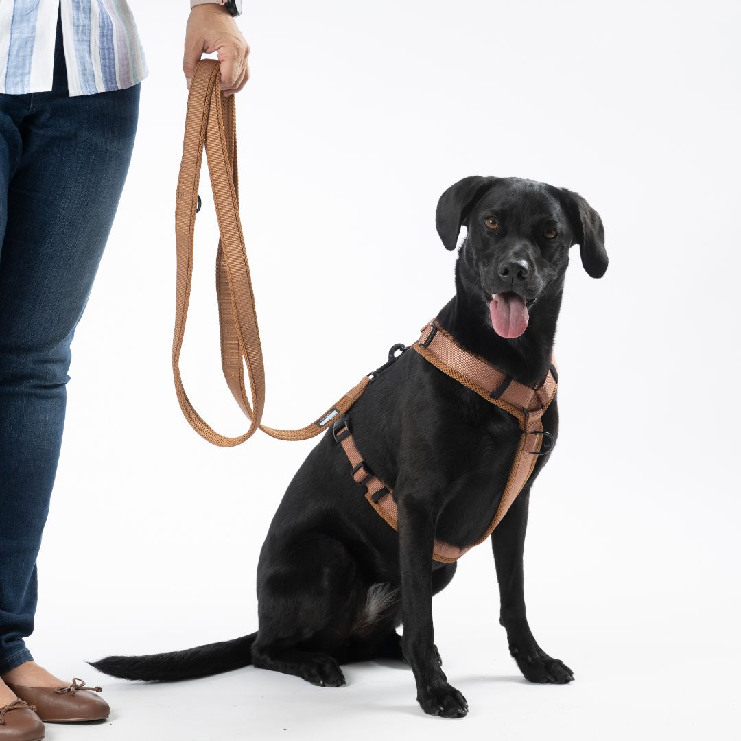Woofstuff-Hundeleine-Nova-Cognac-Hund2