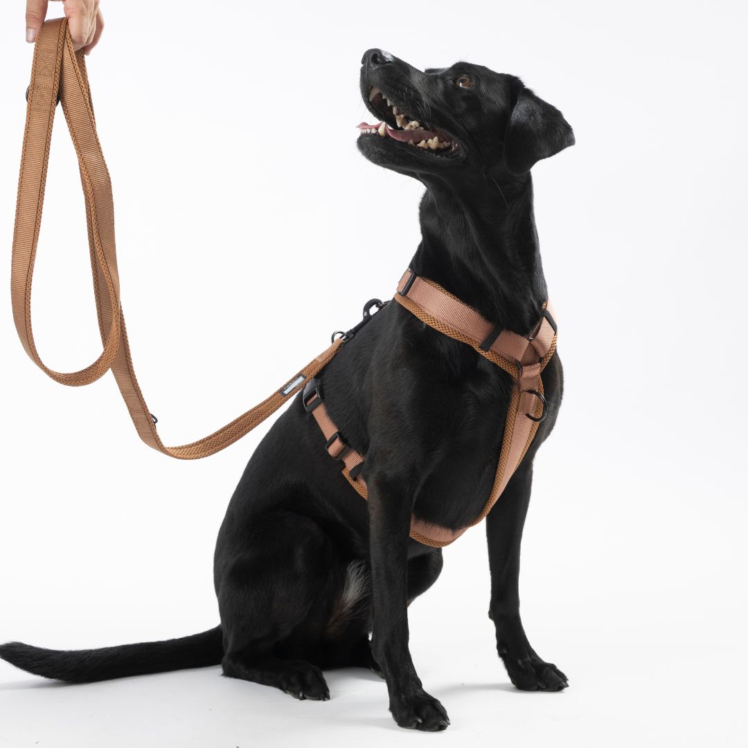 Woofstuff-Hundeleine-Nova-Cognac-Hund