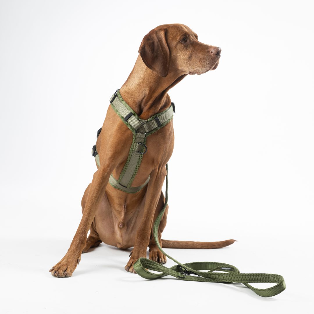 Woofstuff-Hundeleine-Nova-Olive-Hund2