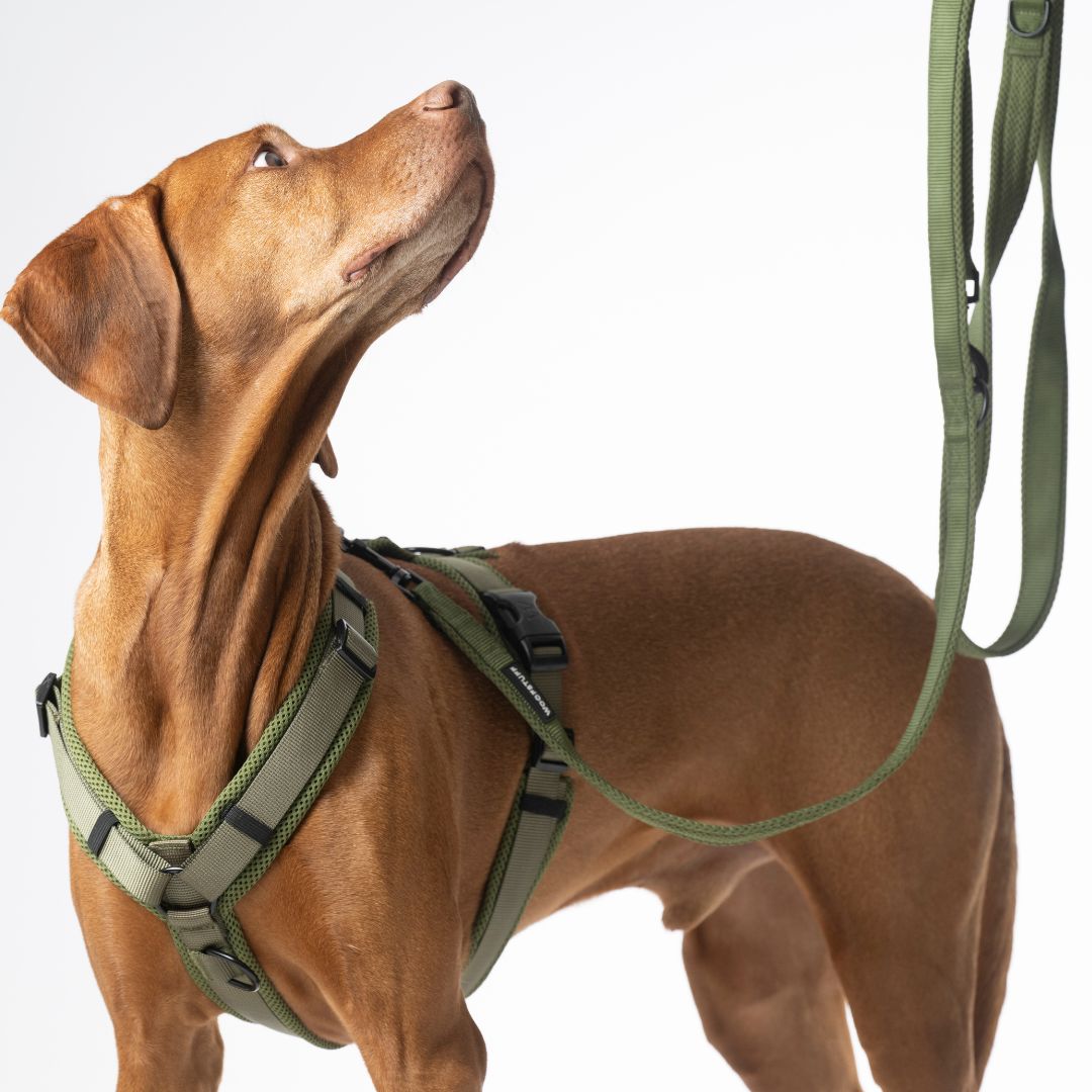 Woofstuff-Hundeleine-Nova-Olive-Hund3