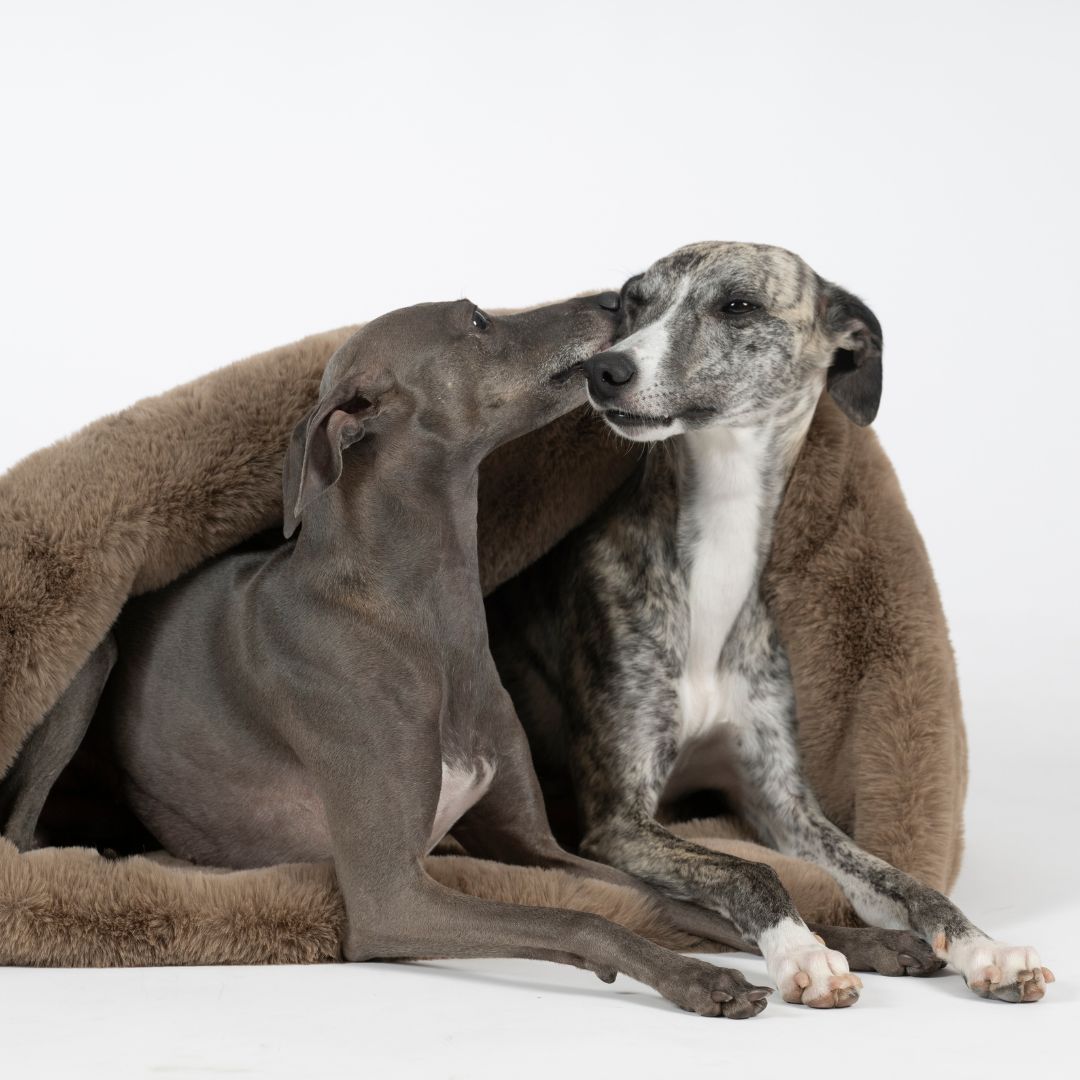 Woofstuff-Kuschelschlafsack-Fluffy-Taupe-Hund2