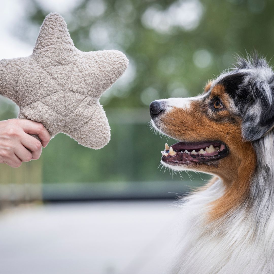 Woofstuff-Schnüffelstern-Greige-Hund