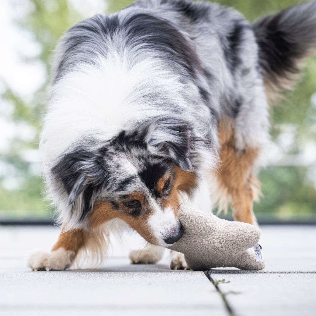 Woofstuff-Schnüffelstern-Greige-Hund4
