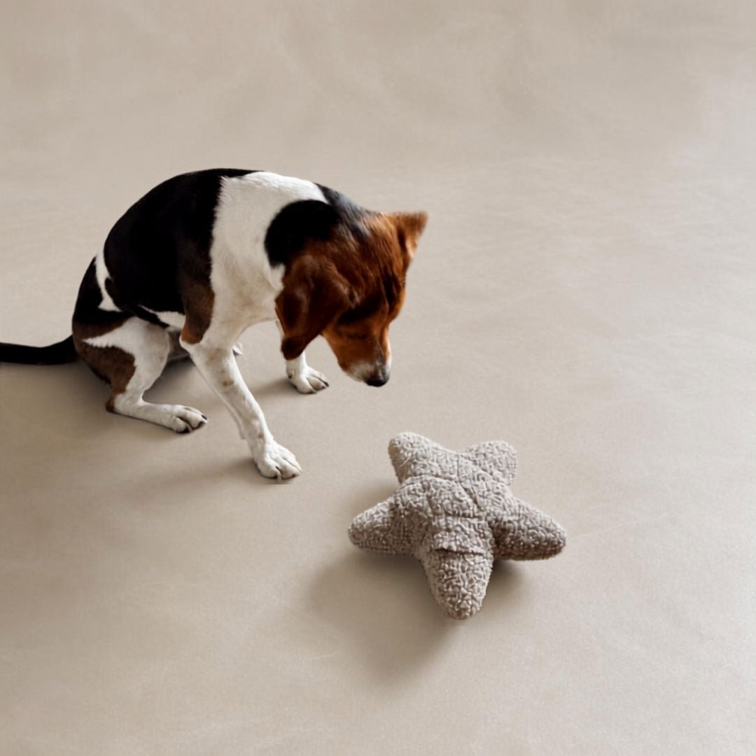 Woofstuff-Schnüffelstern-Greige-Hund5
