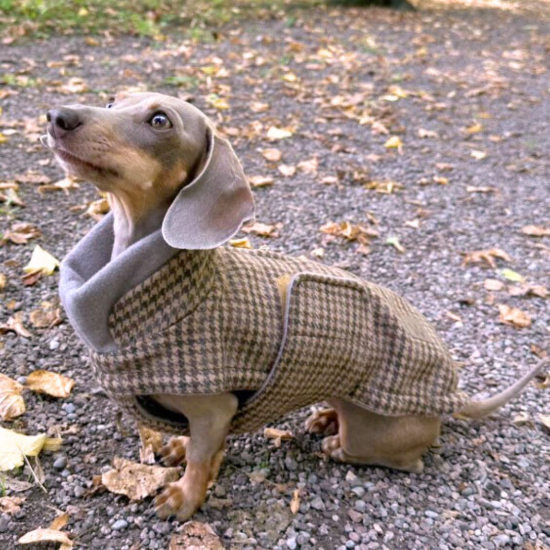 Hundemantel Brooklyn DACKEL Aristo C7 x Woofstuff