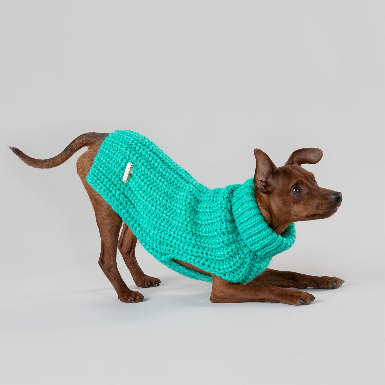 Handgestrickter-Hundepullover-Grün-Hund