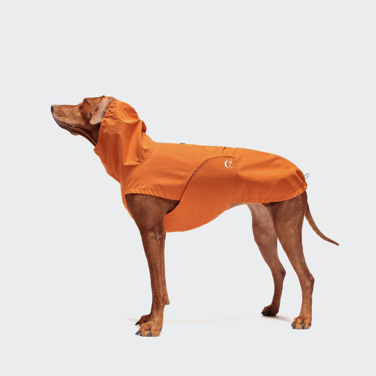 Cloud7-Hunderegenmantel-Dublin-Orange-Hund