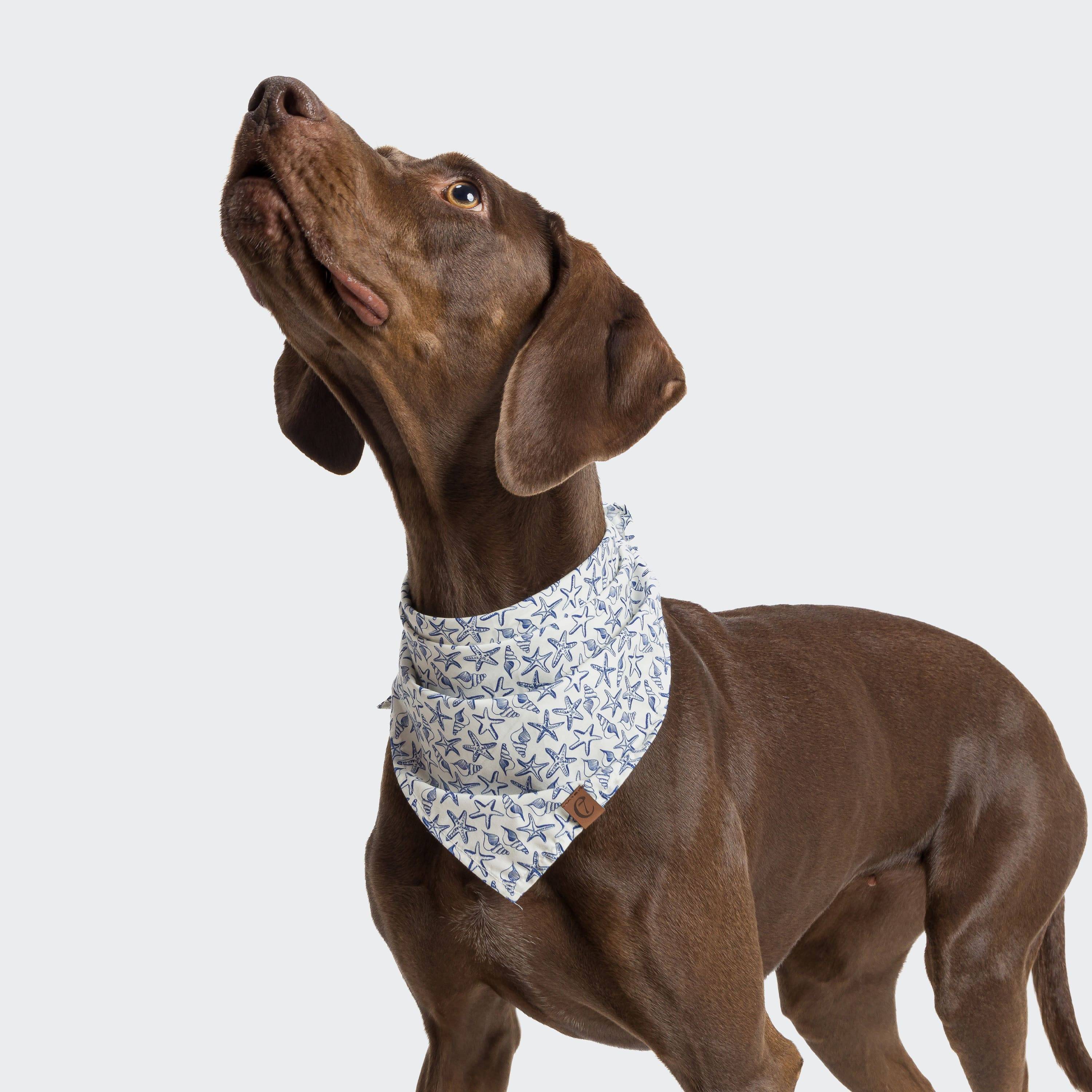 Cloud7-Hundehalstuch-Bandana-Sea-Stars-Hund