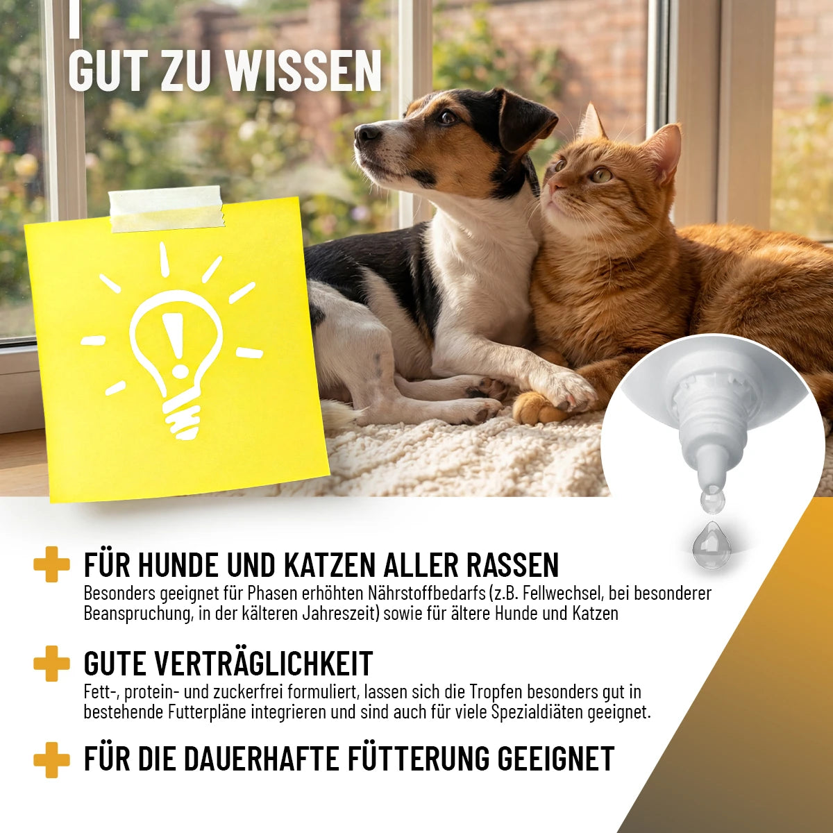 Immun Aufbau Tropfen