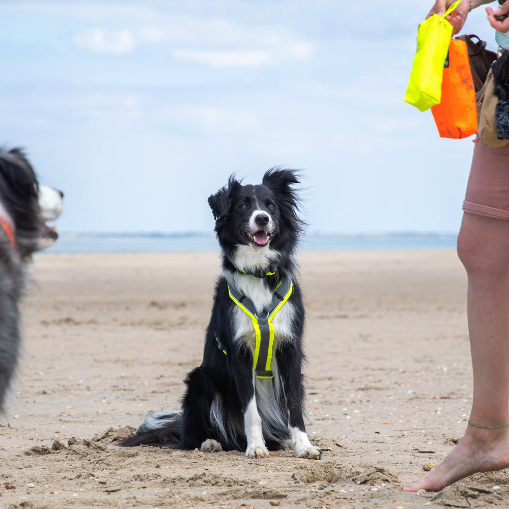 Hundegeschirr PROTECT leuchtgelb/grau