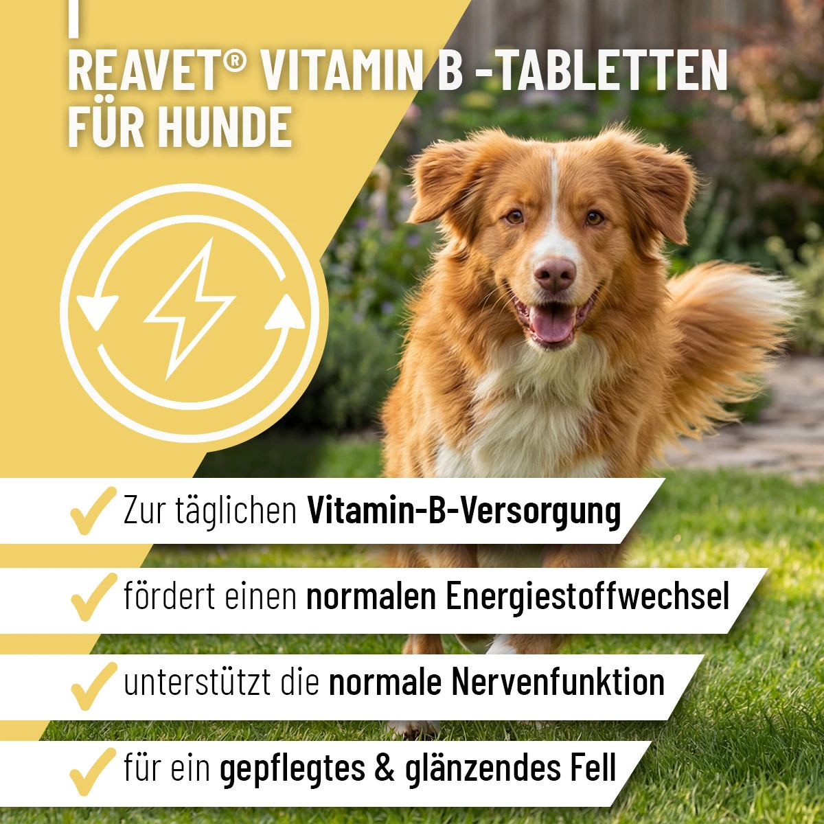 Vitamin B Tabletten