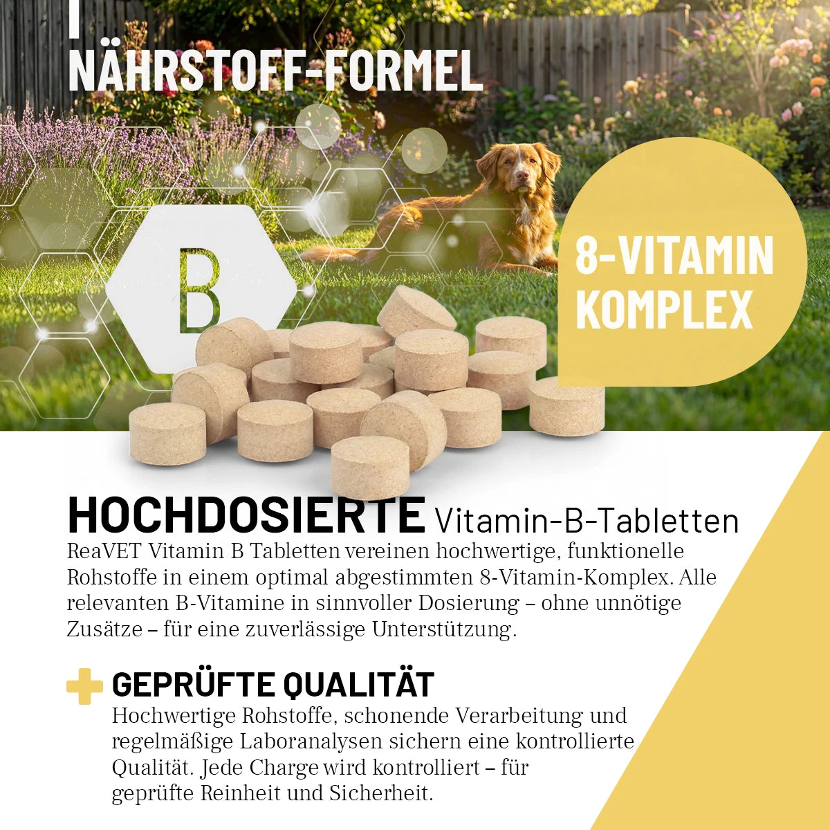 Vitamin B Tabletten