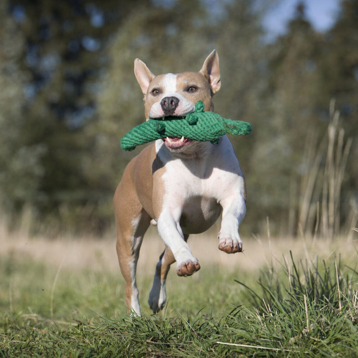 Laboni-Hundespielzeug-Kalli-Krokodil-outdoor