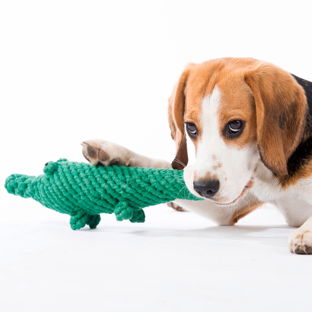 Laboni-Hundespielzeug-Kalli-Krokodil-Hund