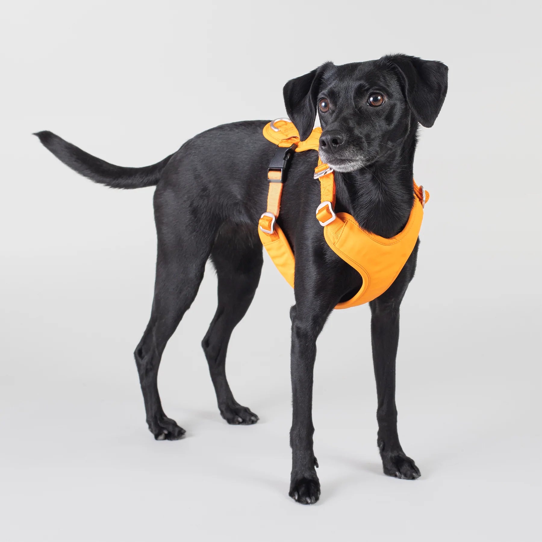 Paikka-Hundegeschirr-Visibility-Harness-Orange-Hund-Schwarz