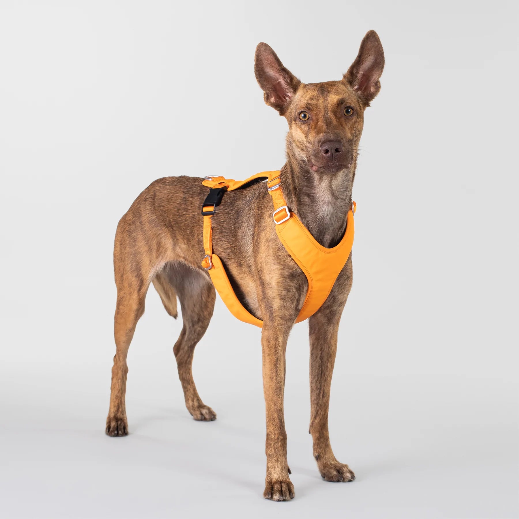 Paikka-Hundegeschirr-Visibility-Harness-Orange-Hund2