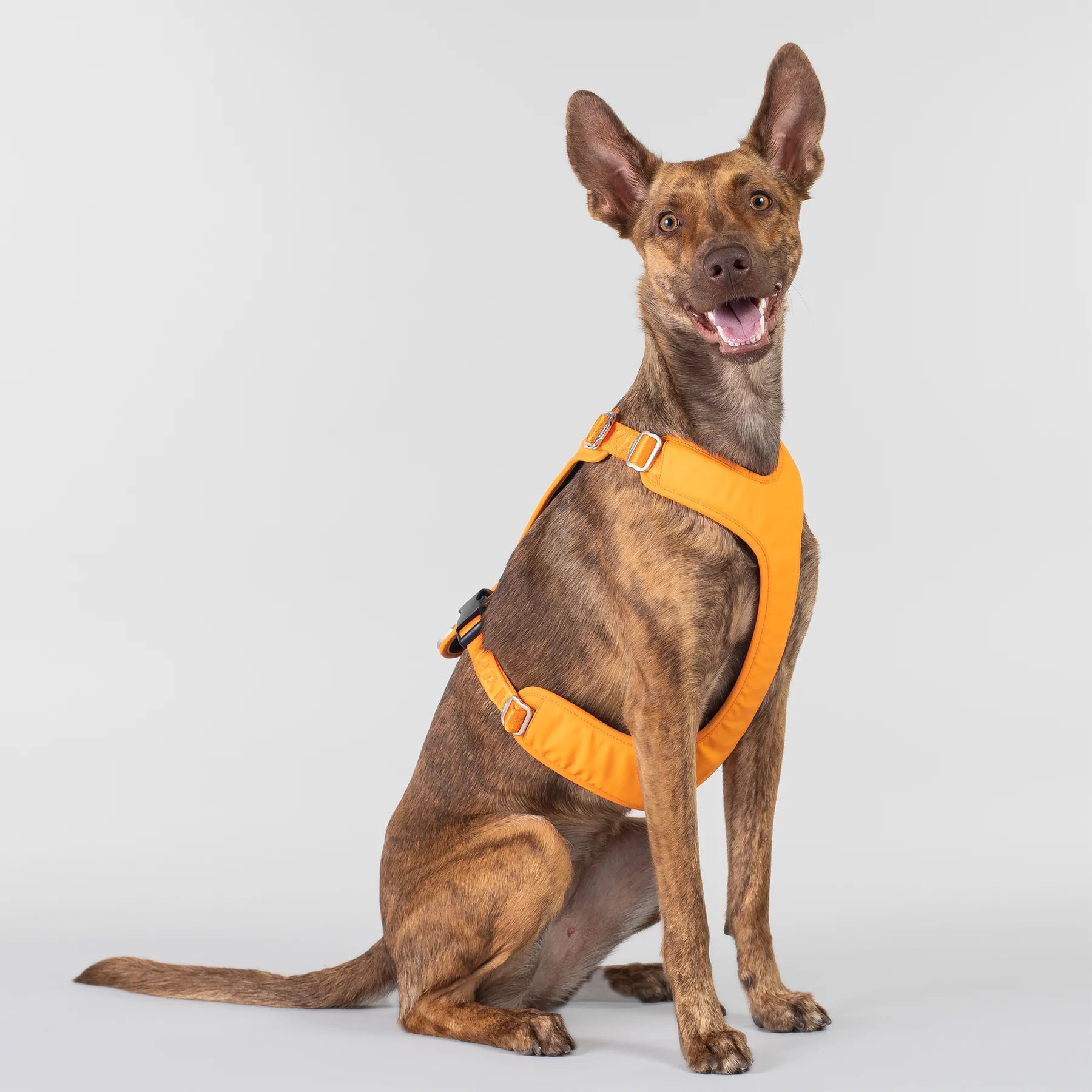 Paikka-Hundegeschirr-Visibility-Harness-Orange-Hund