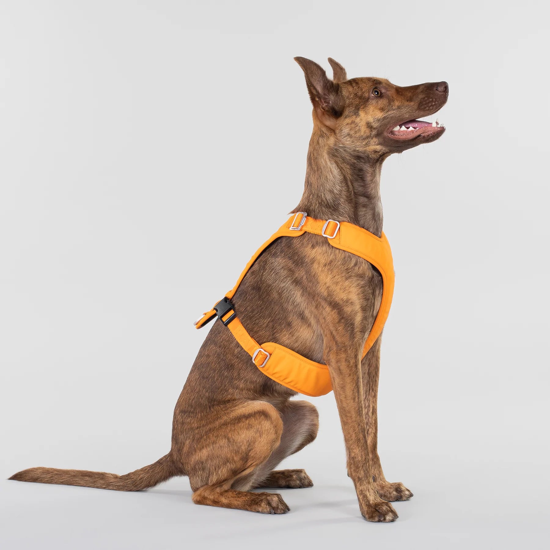 Paikka-Hundegeschirr-Visibility-Harness-Orange-Hund-Seitlich