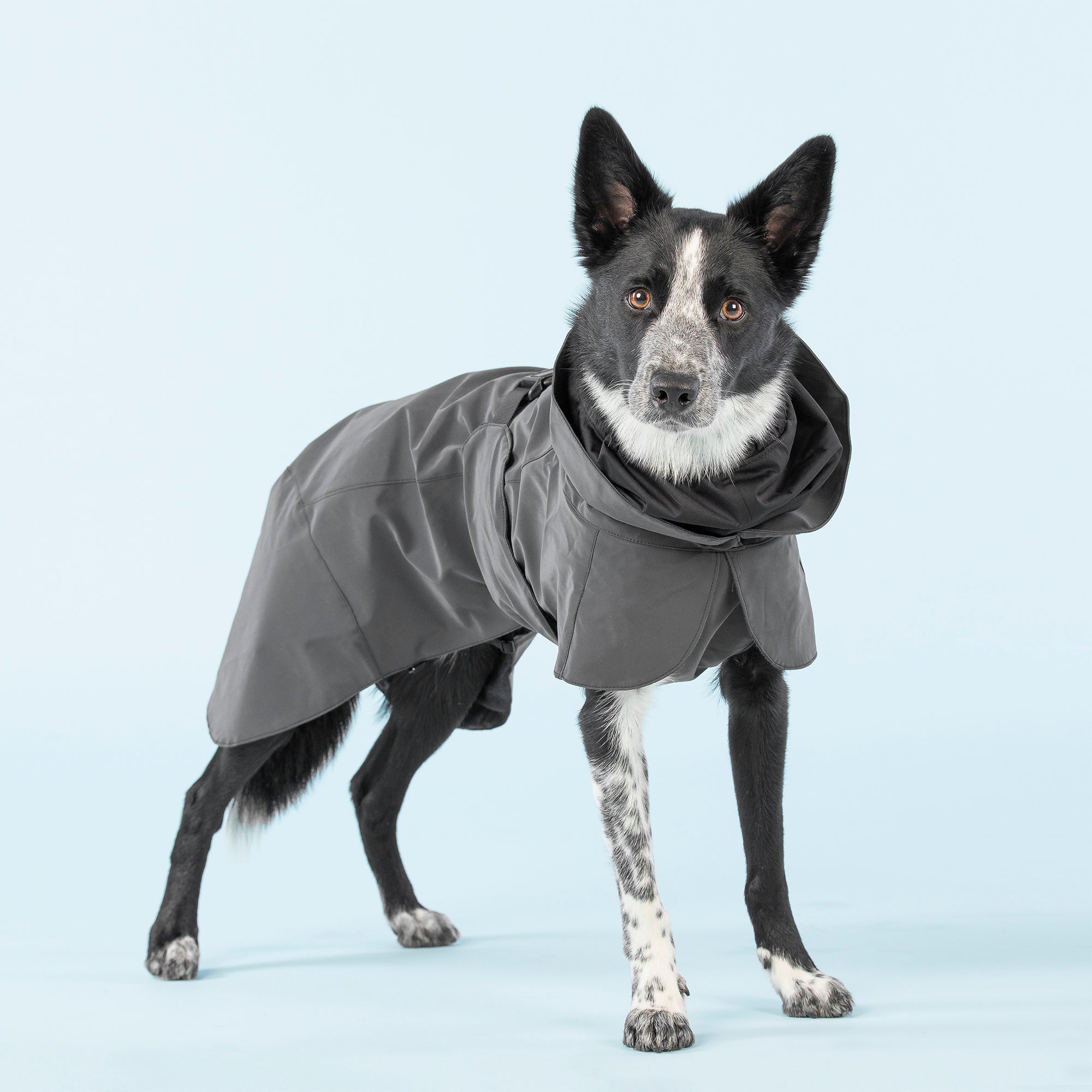 Paikka-Visibility-Recovery-Raincoat-Black-dog