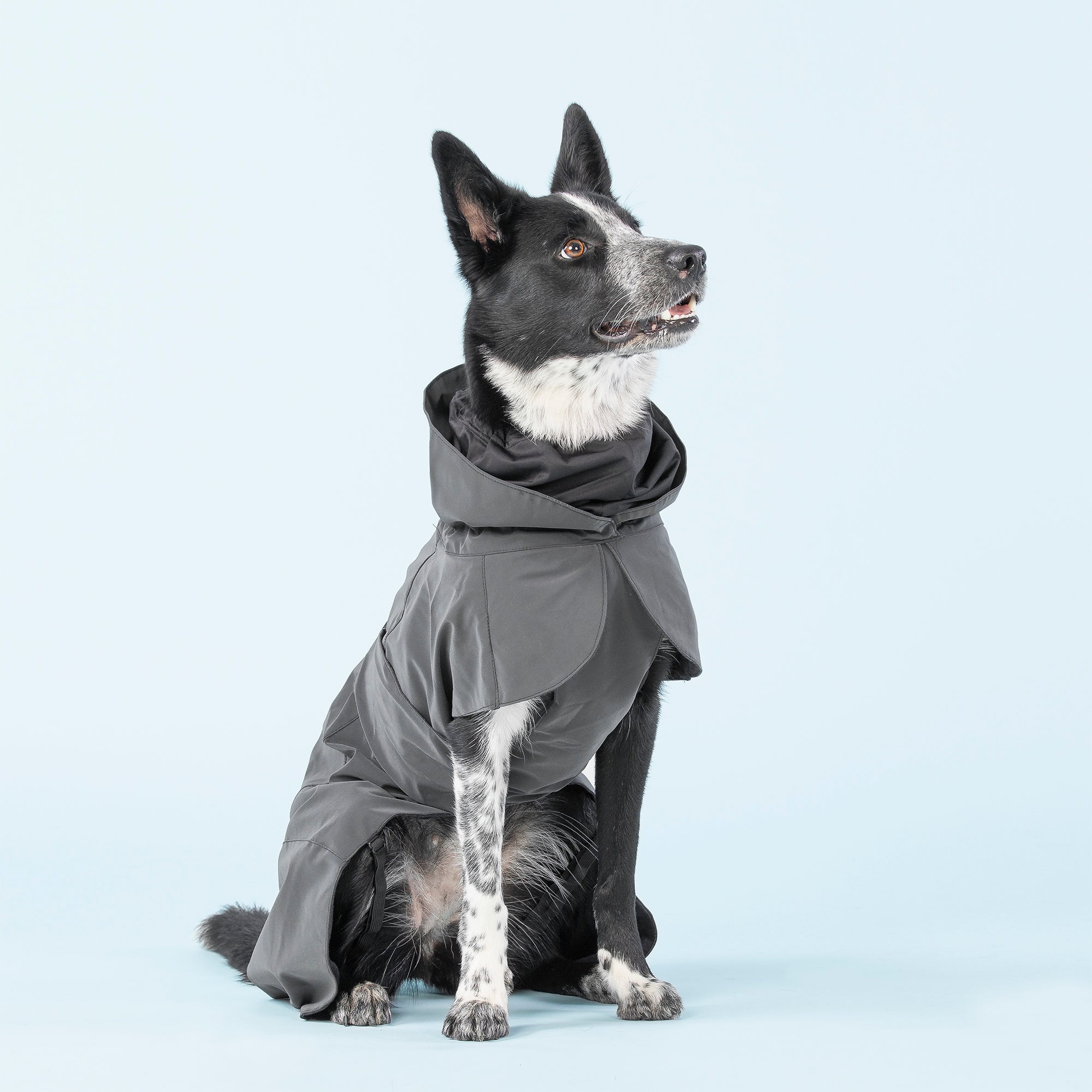 Paikka-Visibility-Recovery-Raincoat-Black-dog-sitzend