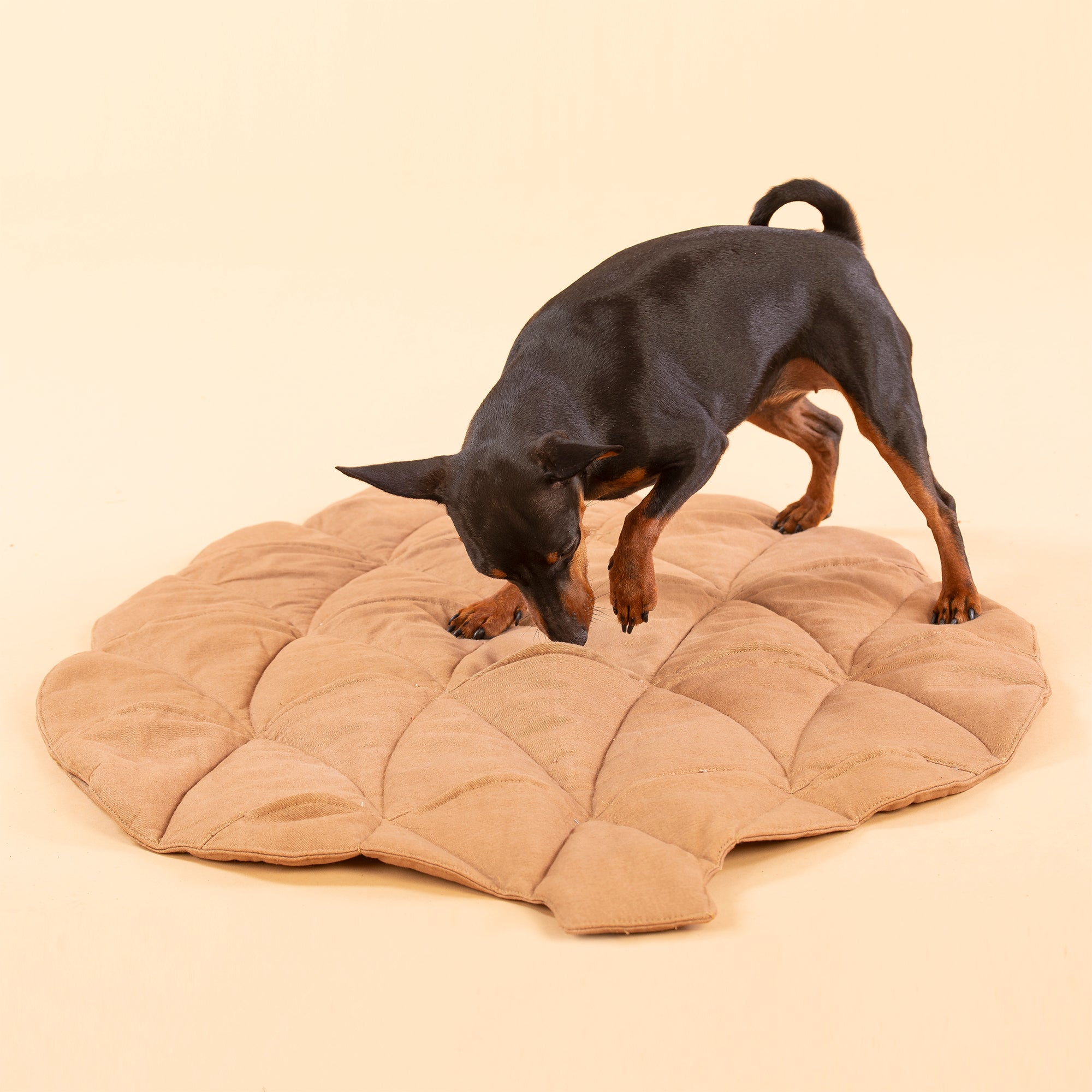 Paikka-Pine-Cone-Schnüffelmatte-Spielmatte-Schnüffelteppich-Suchen