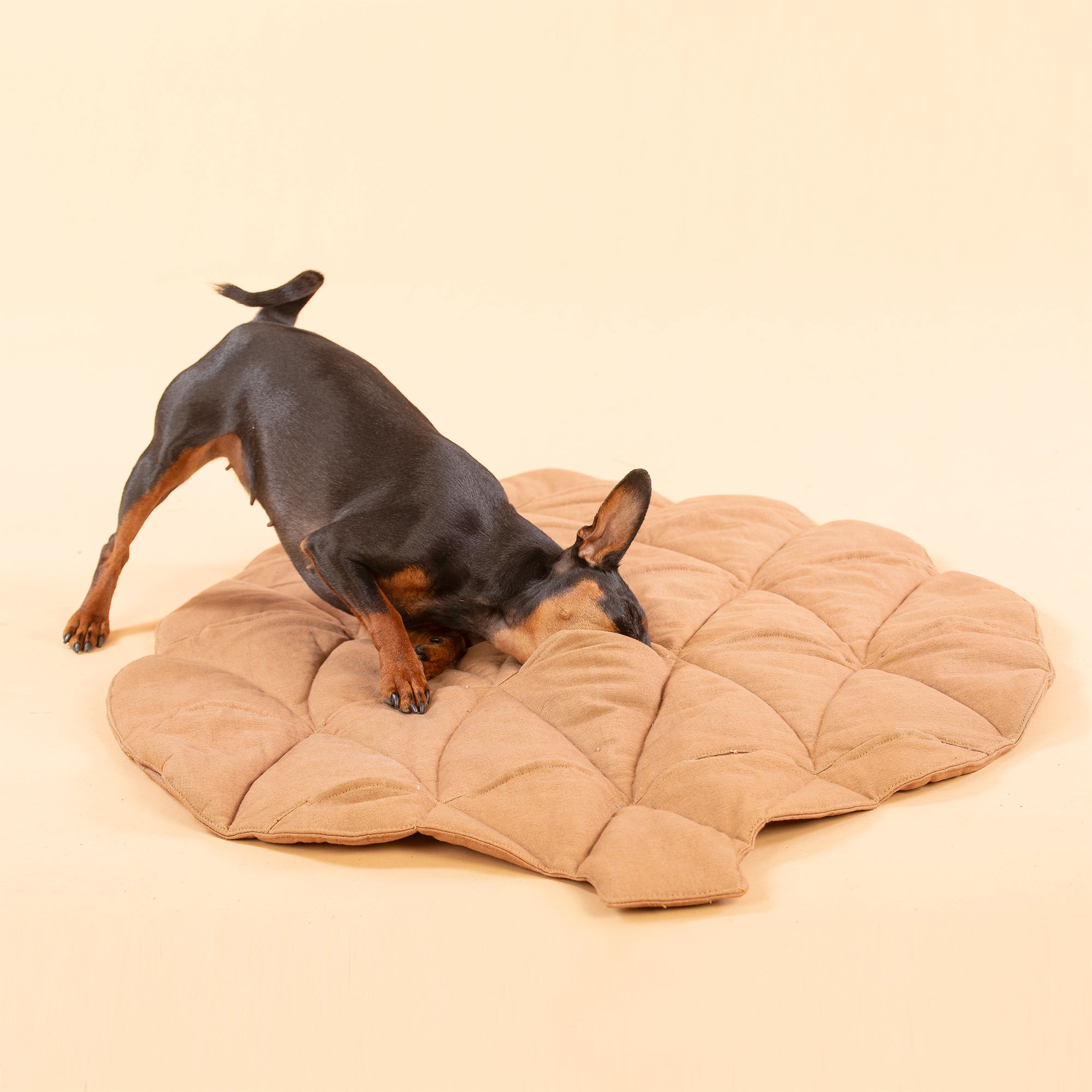 Paikka-Pine-Cone-Schnüffelmatte-Spielmatte-Schnüffelteppich-Hund2